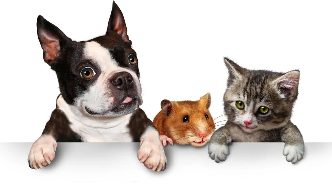 Comida y piensos para animales en Salamanca