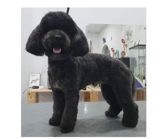 Asian Style: Servicios de Peluquería Canina Anthares
