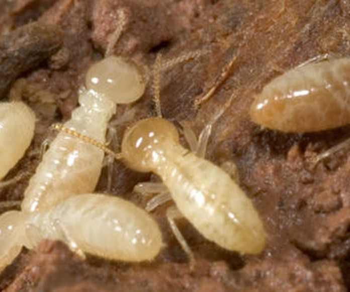 Eliminar termitas