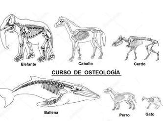 Histología Animal (Tejidos Animales) Para El ATV: Cursos de Formación Veterinaria Portacoeli