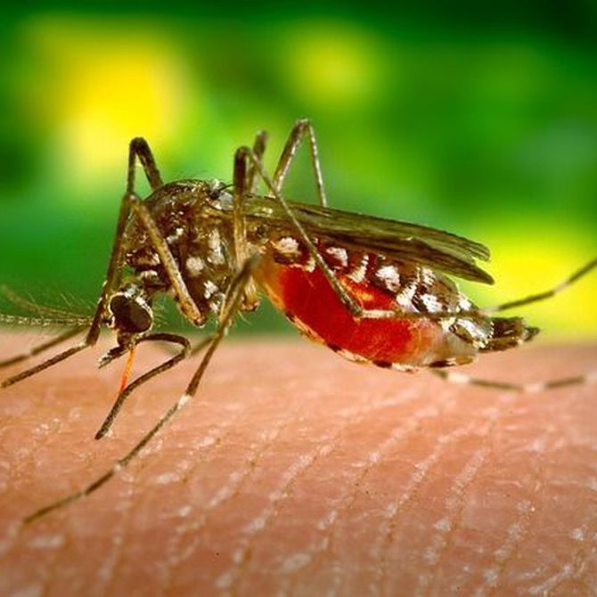 Mitos sobre los mosquitos