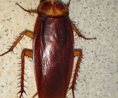 Control de Cucarachas
