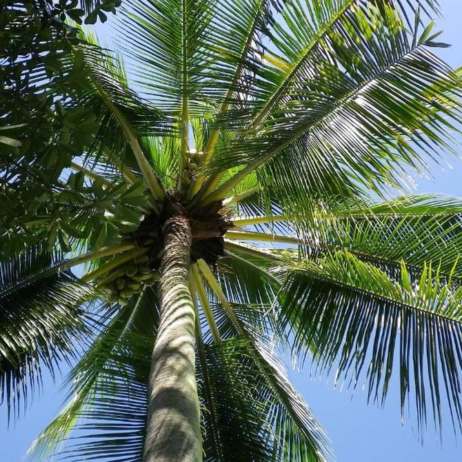 Poda de palmeras para evitar plagas y enfermedades