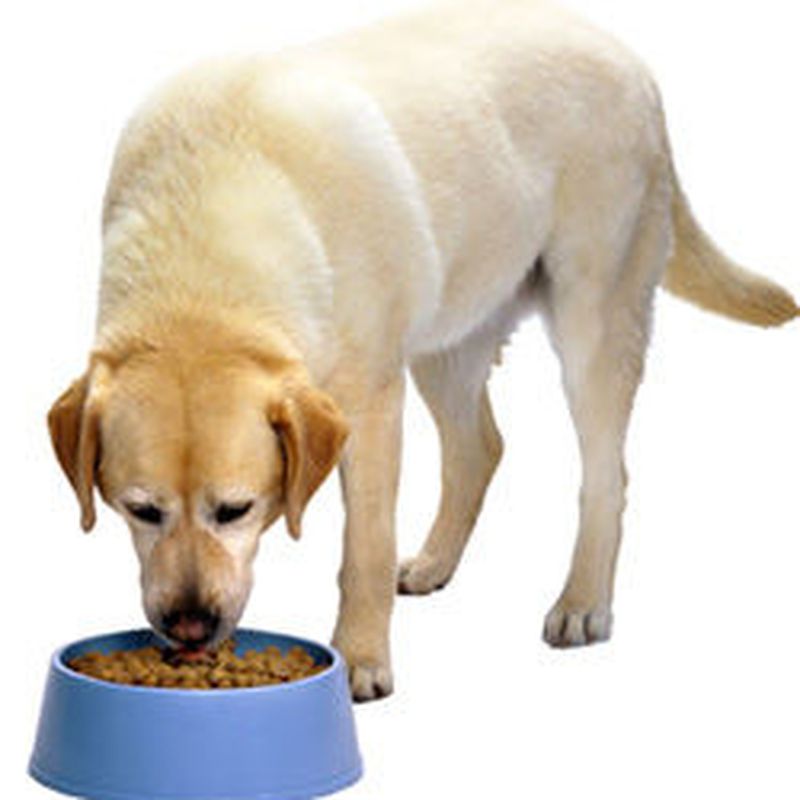 Alimentación: Servicios de Clínica Veterinaria Cachorros