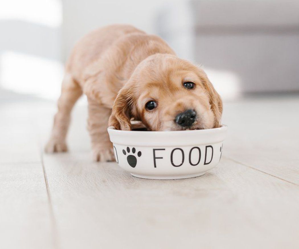 La Nutrición animal: Fundamentos para una vida saludable y productiva