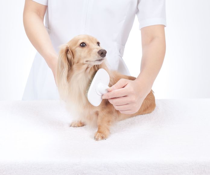 Peluquería canina: Servicios de Species Veterinaria - Clínica