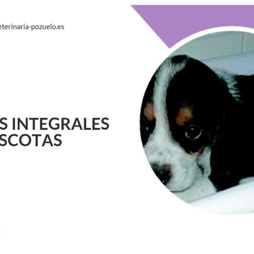 Clínica veterinaria en Pozuelo de Alarcón | Anubis Clínica veterianria
