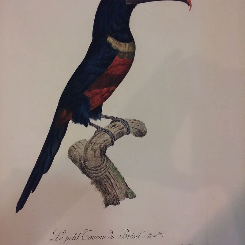 AVES DEL PARAISO: Productos de Cano 1907