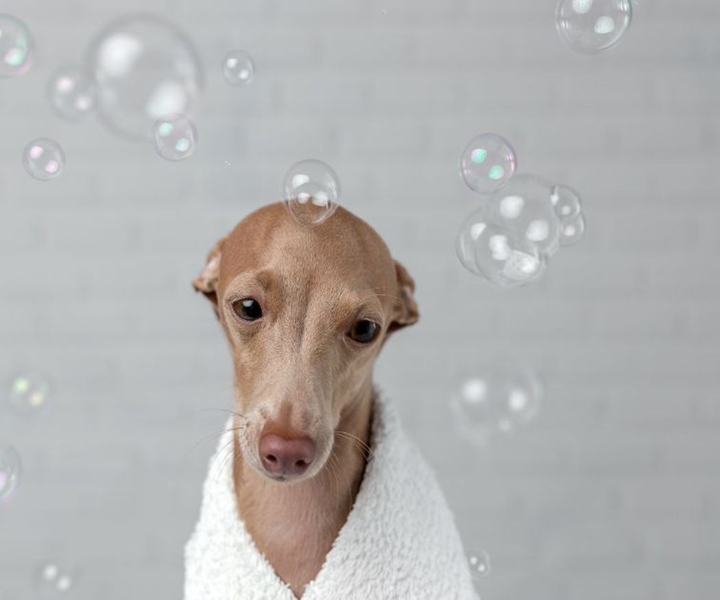 ¿Es mejor bañar al perro en casa o en la peluquería?