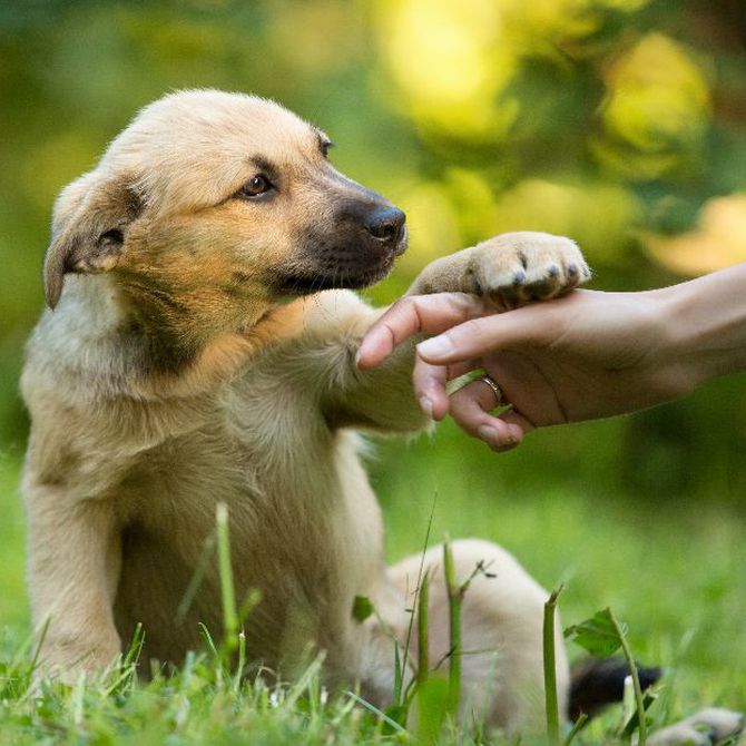 Los primeros pasos tras la adopción de un perro