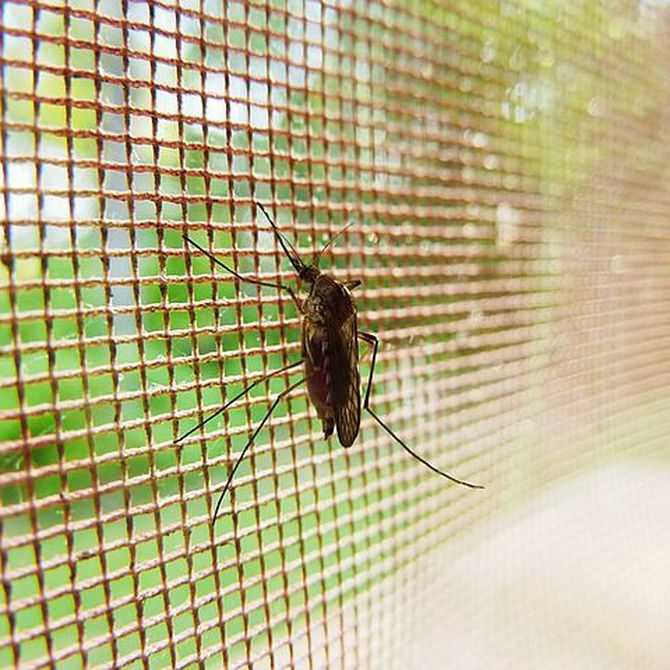 ¿Qué producen las picaduras de los mosquitos?
