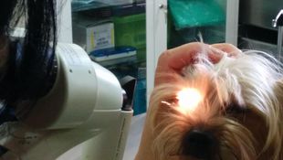 Imagen de Servicios - Oftalmología veterinaria