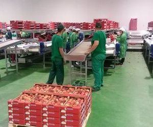 Cooperativas en Villanueva de la Serena | Coop. Agrícola S. Isidro