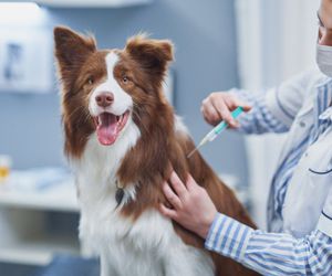 ¿Qué tipo de vacunas se realizan a los perros?