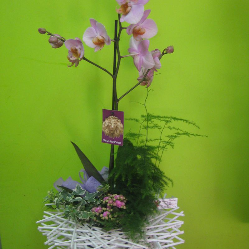 cesta orquidea