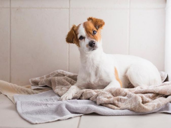 25 ideas de Bañeras para mi peluqueria Canina  peluqueria canina,  peluquería de perros, baño para perros