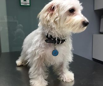 Peluquería canina y felina: Servicios veterinarios de Clínica Veterinaria Peludines