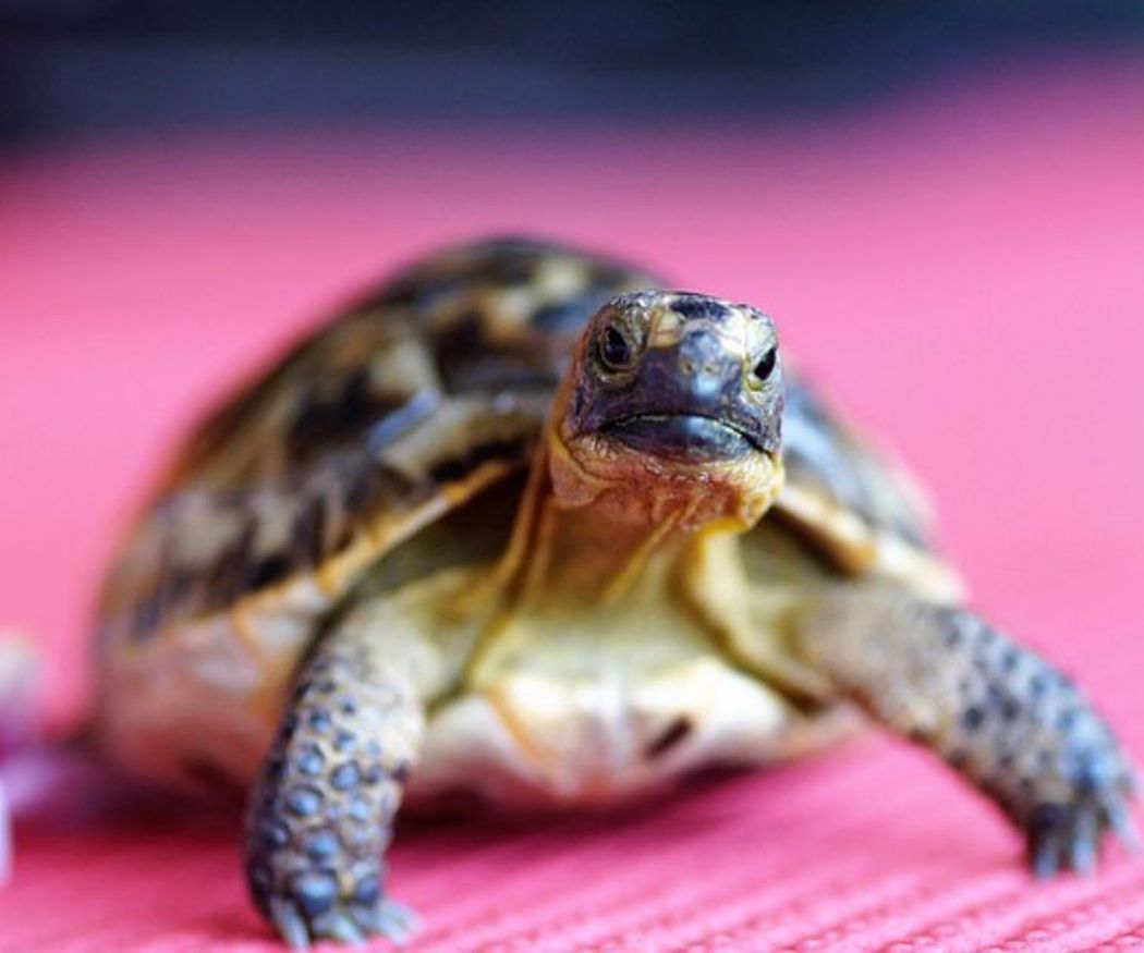 Consejos para el cuidado del caparazón de tu tortuga: qué hacer