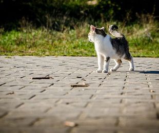 Cómo prevenir las enfermedades renales en gatos