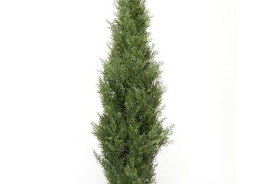 VENTA Y DISTRIBUCIÓN DE ARBOLES Y PLANTAS DE EXTERIOR