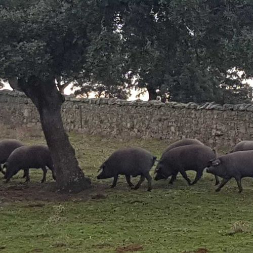 Cerdos en montanera, criados a base de bellotas y en libertad
