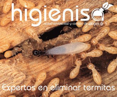 Eliminar termitas en Alicante: tratamientos efectivos