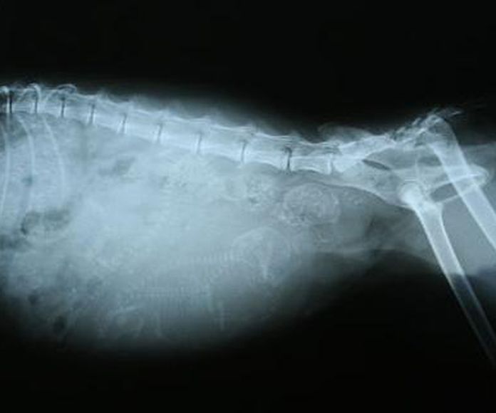 Diagnóstico por imagen: Servicios veterinarios de Clínica Veterinaria Canillas
