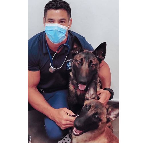 Servicio de veterinario de urgencias en Armeñime | Veterinario VetSur