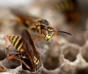 ¡Avispas en tu jardín! Descubre cómo proteger tu espacio y disfrutar al aire libre