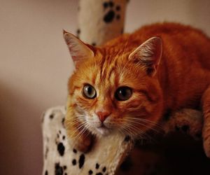 Tres trucos para que tu gato use su rascador
