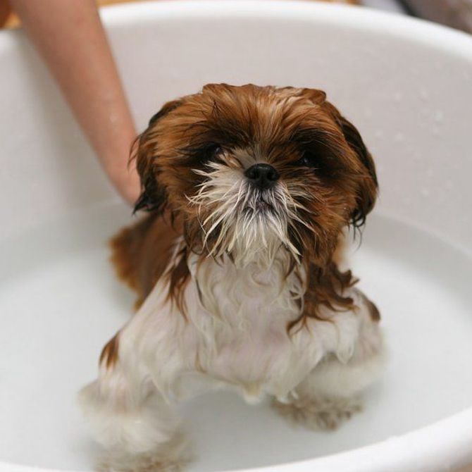 Prueba un baño de belleza para tu mascota