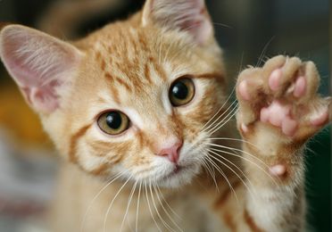 Esterilización gatos