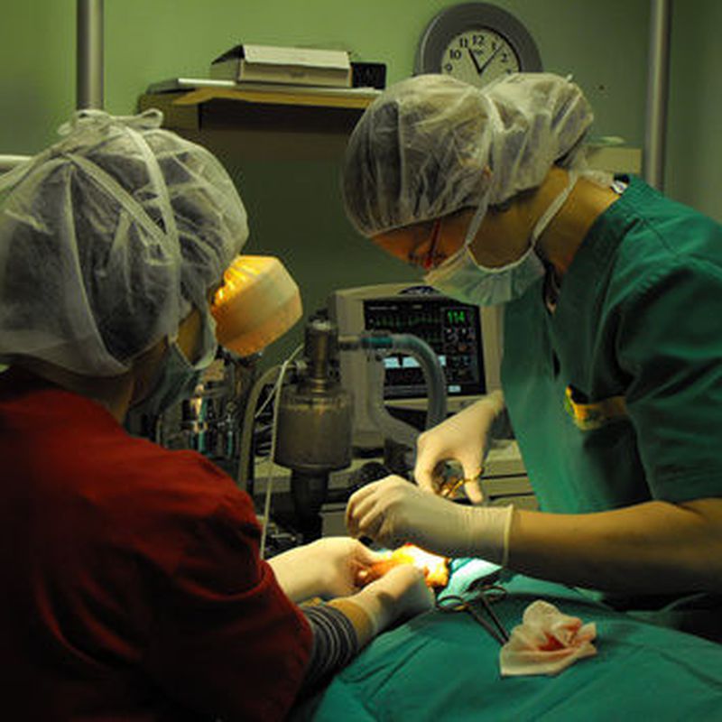 Cirugía: Servicios de Cv animalvet