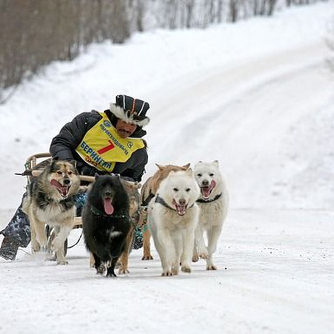 Las enfermedades caninas más comunes en invierno