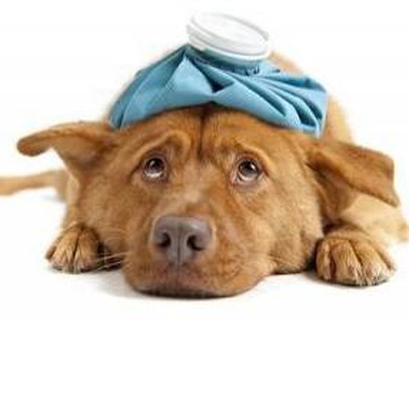 Urgencias veterinarias: Servicios de Guau Veterinaris