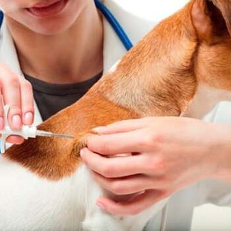 MICROCHIP: Tratamientos y especilidades de Centro veterinario El Lagar