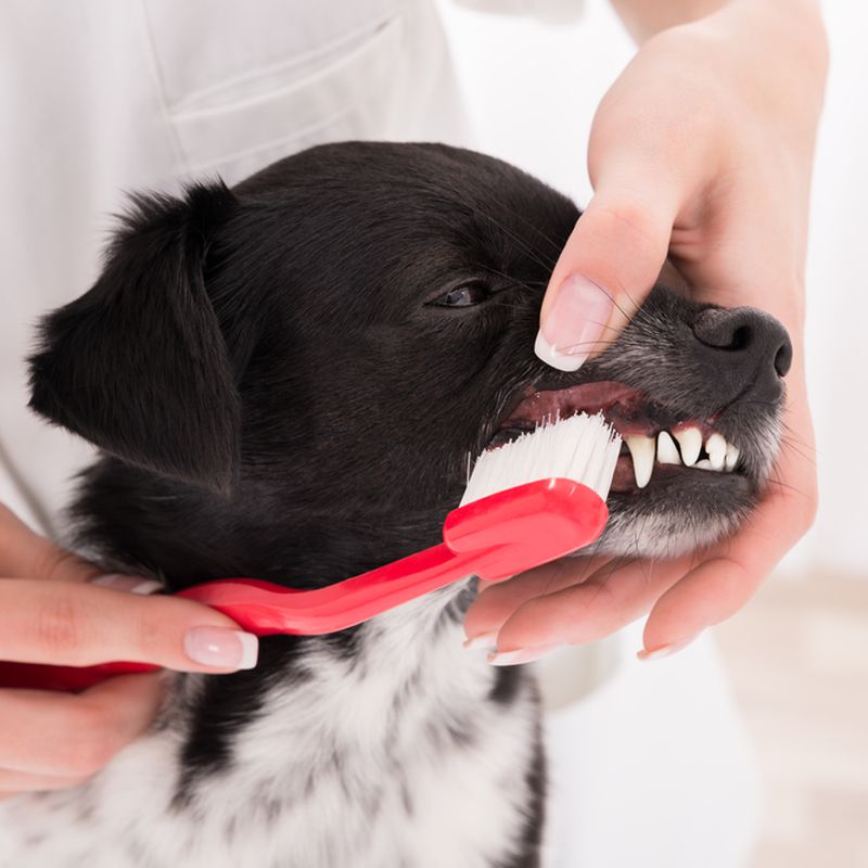 ODONTOLOGÍA: Servicios y tratamientos de Centro  Veterinario Kukume
