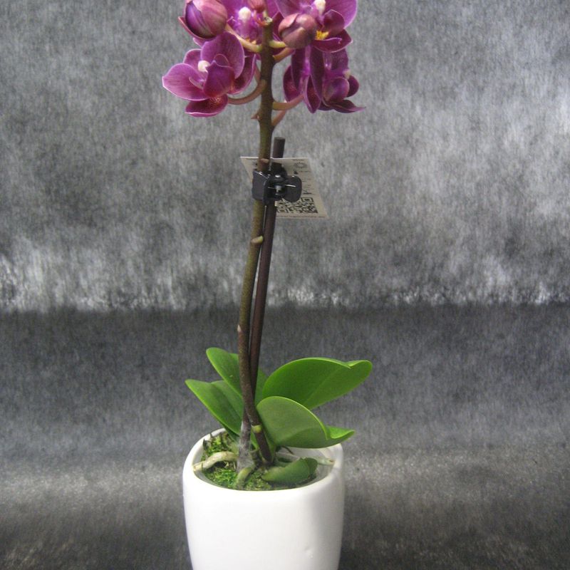 Orchids Minis (Orquidea mini): Nuestras flores de Bouquet Flores y Plantas
