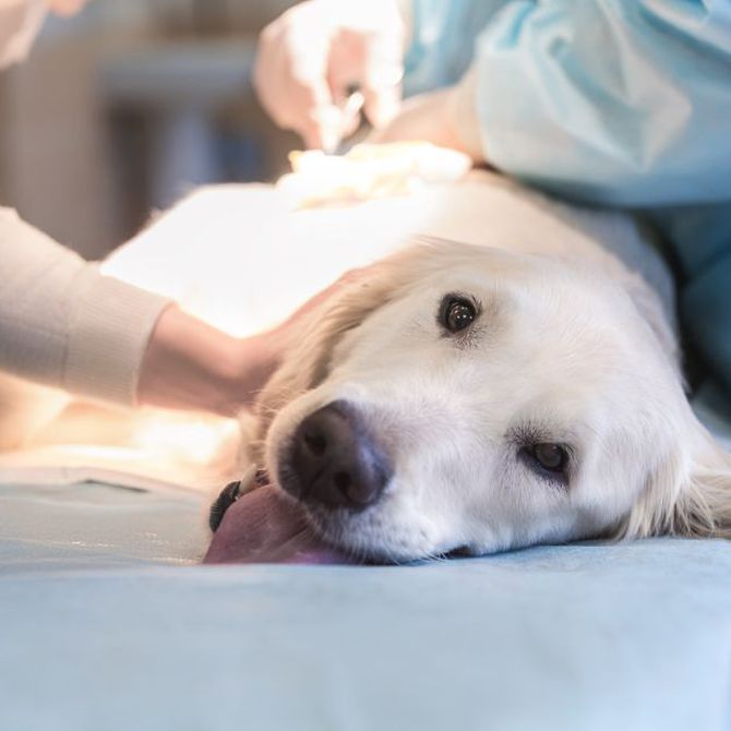 Las vacunas obligatorias en los perros