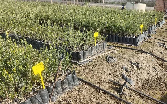 Imagen 5 de la galería