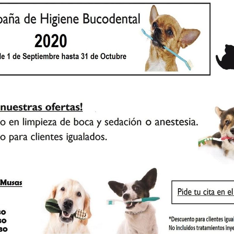 Higiene bucodental: Peluqueria Canina y Felina  de Clínica Veterinaria Las Musas