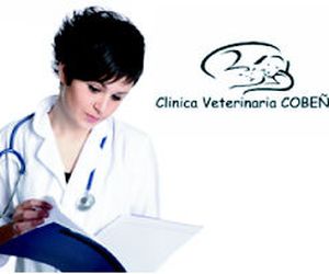 Odontología veterinaria en Cobeña | Clínica Veterinaria Villa de Cobeña