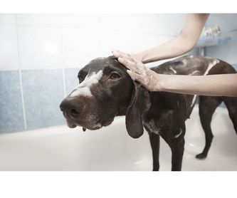 Tratamientos dermatitis: Servicios de Chic Doggy