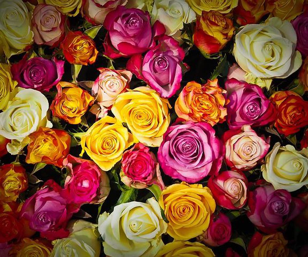 El color de las rosas según su personalidad