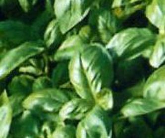 Abedul en semilla   Ref.,24: Productos de Danimayos Crea Tu Jardin