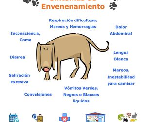 Síntomas de Envenenamiento