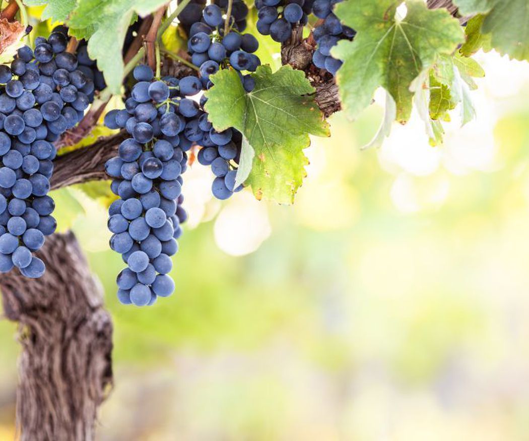 Características principales de los vinos ecológicos