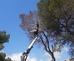 Talado de arboles