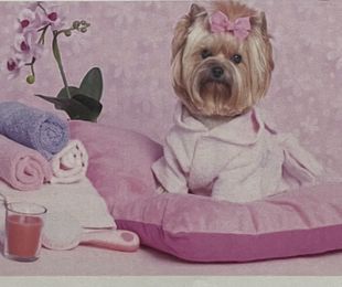 Servicio de ropa limpia desinfectada para cada sesión de Peluquería Canina.