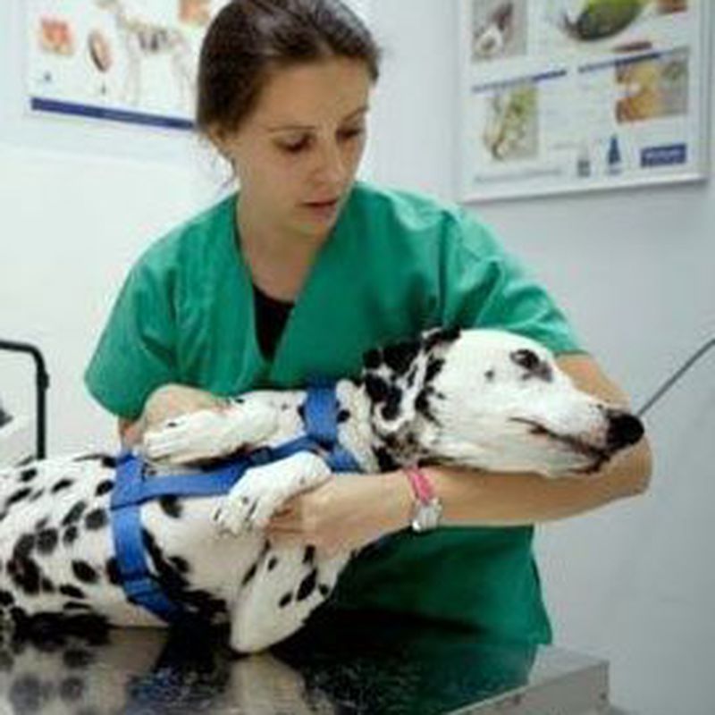 Análisis clínicos veterinarios: Catálogo de Clínica Veterinaria Los Galgos 928 252685 -  Peluquería Los Galgos 928 201156